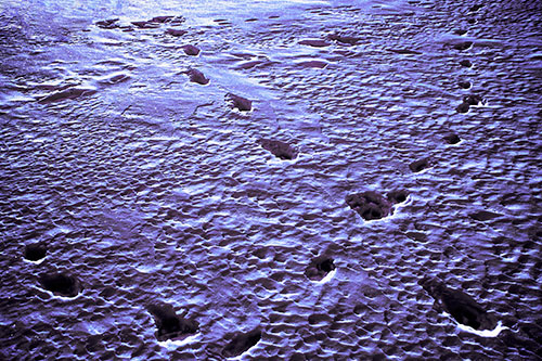 Snow Footprint Trails Crossing Paths (Purple Tint Photo)