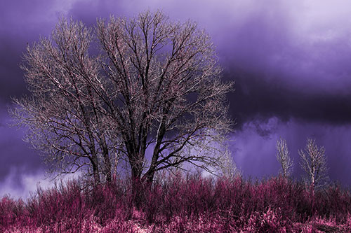 Snowstorm Clouds Beyond Dead Leafless Trees (Purple Tint Photo)