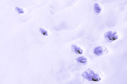 Snowy Animal Footprints Changing Direction (Purple Tint Photo)