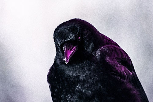 Snowy Beaked Crow Hunched Over (Purple Tint Photo)