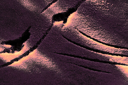 Snowy Bird Footprint Claw Marks (Purple Tint Photo)