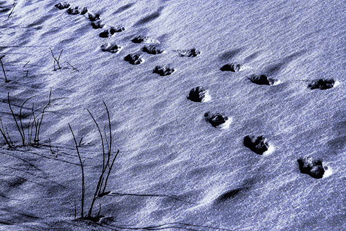 Snowy Footprints Along Dead Branches (Purple Tint Photo)