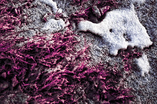 Snowy Grass Forming Demonic Horned Creature (Purple Tint Photo)