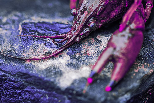 Soaked Crayfish Among Wet Shore Rock (Purple Tint Photo)