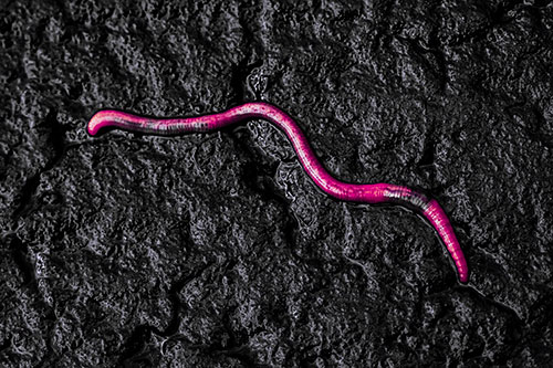 Soaked Earthworm Wiggles Across Wet Pavement (Purple Tint)