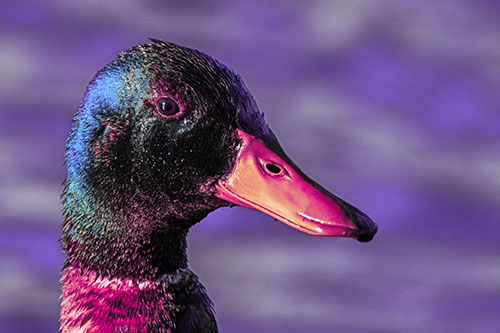 Soaked Male Mallard Duck Watching Among Lake (Purple Tint)
