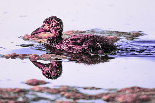 Soaked Mallard Duckling Swimming Past Algae (Purple Tint)