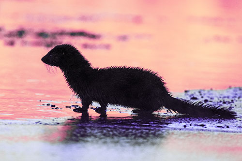 Soaked Mink Contemplates Swimming Across River (Purple Tint Photo)