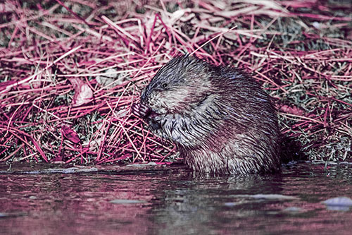 Soaked Muskrat Nibbles Grass Along River Shore (Purple Tint Photo)