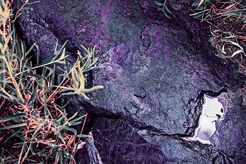 Soaked Puddle Mouthed Rock Face Among Plants (Purple Tint Photo)