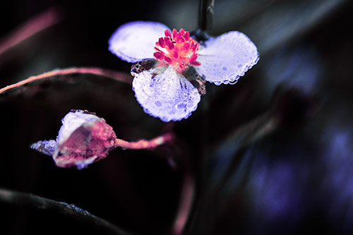 Soaking Wet Frogbit Flower Dew (Purple Tint Photo)