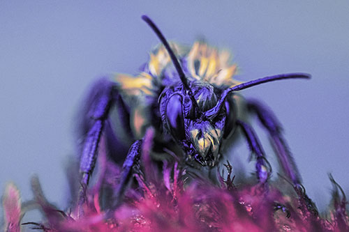 Soaking Wet Honey Bee Standing Atop Blanket Flower (Purple Tint)