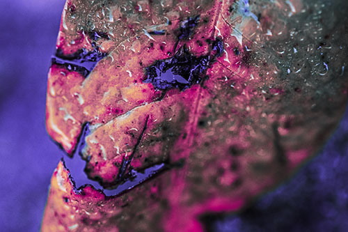 Soaking Wet Smiling Decayed Leaf Face (Purple Tint Photo)
