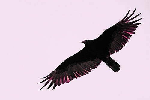 Soaring Turkey Vulture Flying Among Sky (Purple Tint Photo)