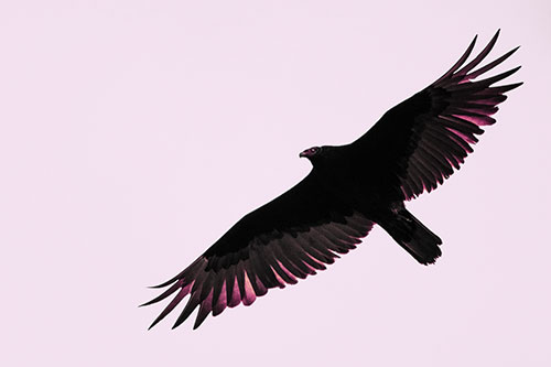 Soaring Turkey Vulture Flying Among Sky (Purple Tint)