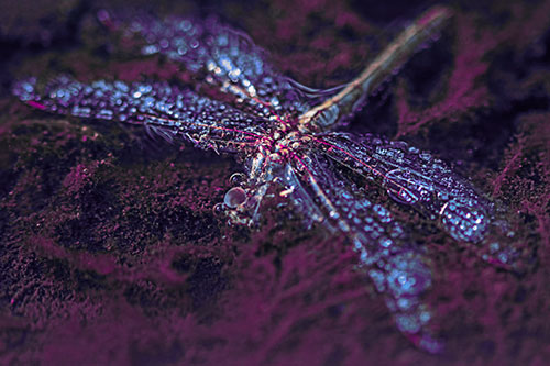 Soggy Dead Dragonfly Floating Atop Algae (Purple Tint Photo)
