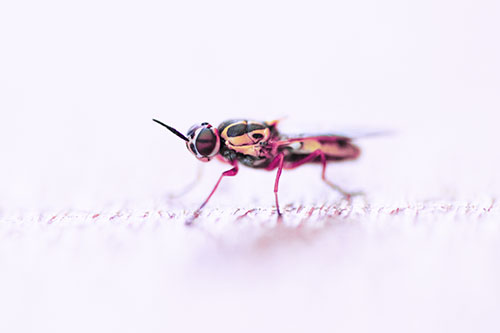 Soldier Fly Standing Still Among Light (Purple Tint)