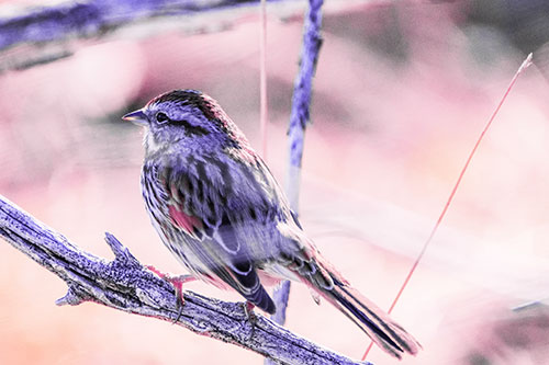 Song Sparrow Overlooking Water Pond (Purple Tint Photo)
