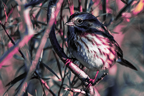 Song Sparrow Perched Along Curvy Tree Branch (Purple Tint Photo)