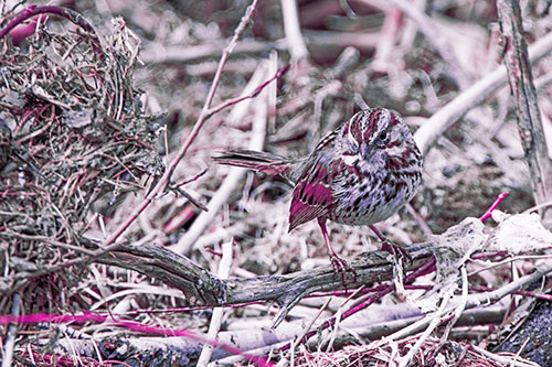 Song Sparrow Standing Atop Broken Branch (Purple Tint Photo)