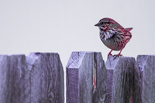 Song Sparrow Standing Atop Wooden Fence (Purple Tint Photo)