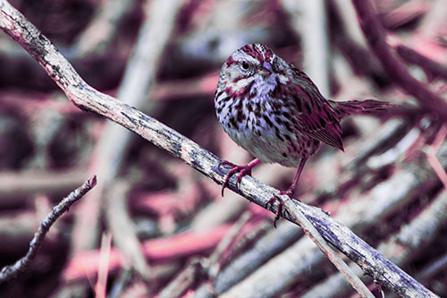 Song Sparrow Surfing Broken Tree Branch (Purple Tint Photo)