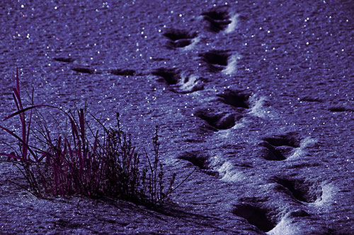 Sparkling Snow Footprints Across Frozen Lake (Purple Tint Photo)