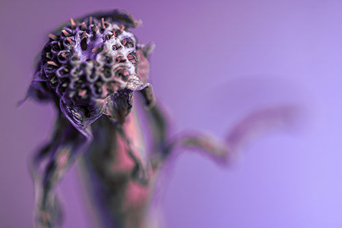 Spiky Headed Gumplant Figure Pointing The Way (Purple Tint)