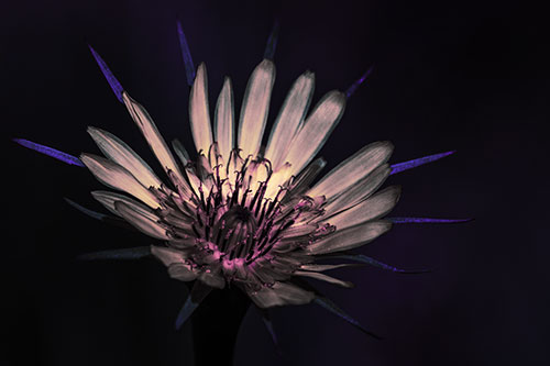 Spiky Salsify Flower Gathering Sunshine (Purple Tint Photo)