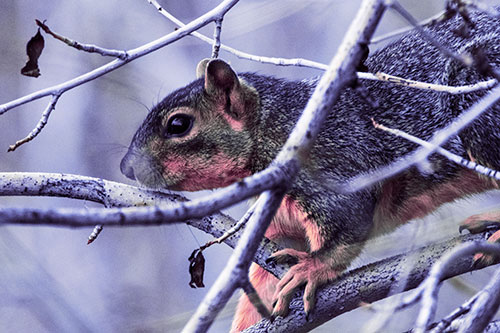 Squirrel Climbing Down From Tree Branches (Purple Tint Photo)