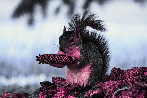 Squirrel Eating Pine Cones (Purple Tint Photo)