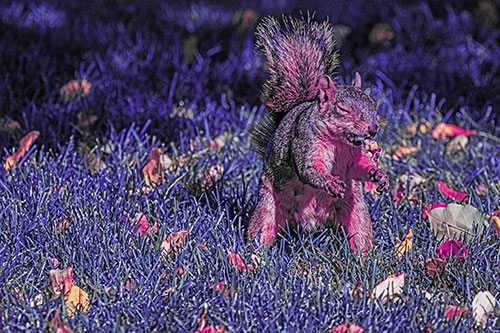 Squirrel Enjoying Breakfast Among Fallen Autumn Leaves (Purple Tint)