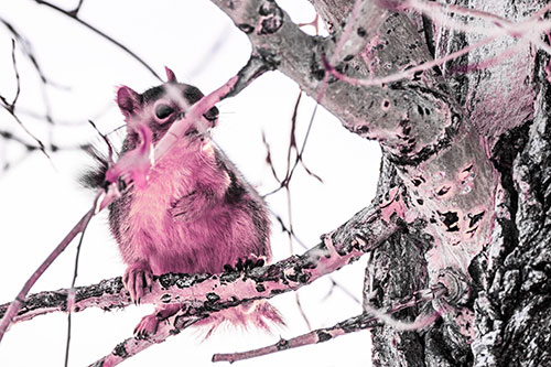Squirrel Grabbing Chest Atop Two Tree Branches (Purple Tint Photo)