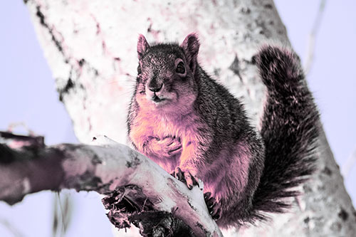 Squirrel Grasping Chest Atop Thick Tree Branch (Purple Tint Photo)
