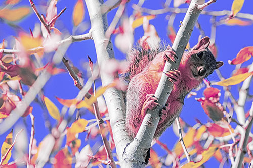 Squirrel Gripping Ahold Of Tree Branch (Purple Tint)