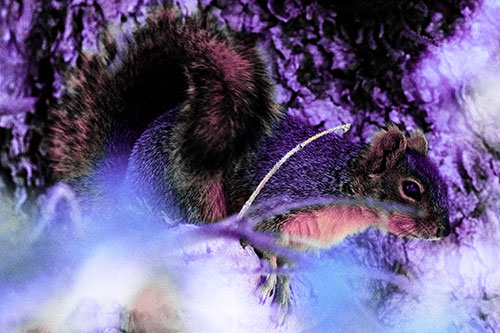 Squirrel Hiding Behind Tree Branches (Purple Tint Photo)