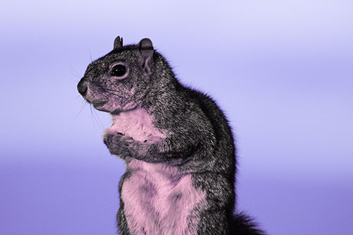 Squirrel Holding Food Tightly Amongst Chest (Purple Tint Photo)