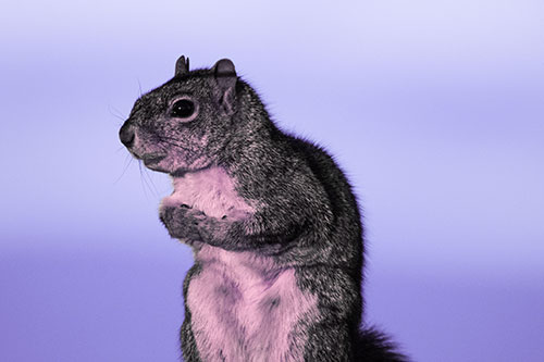 Squirrel Holding Food Tightly Amongst Chest (Purple Tint)