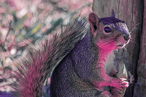 Squirrel Holding Watermelon Slice Glancing Sideways (Purple Tint)