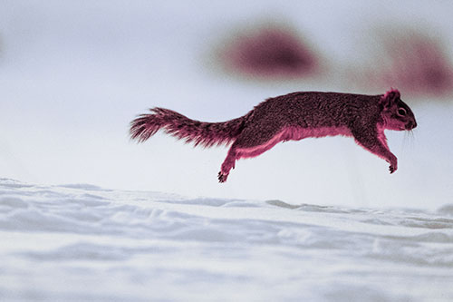 Squirrel Leap Flying Across Snow (Purple Tint Photo)