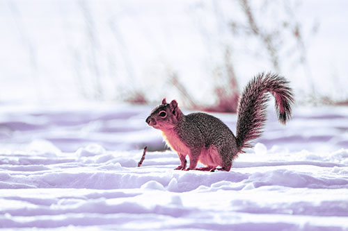 Squirrel Observing Snowy Terrain (Purple Tint Photo)