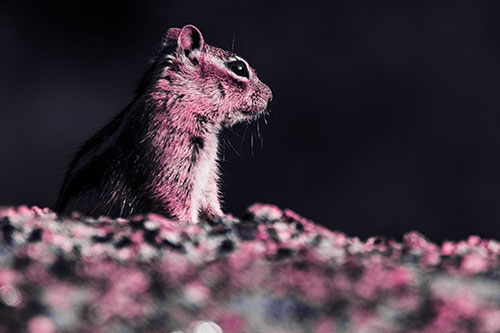 Squirrel Piques Distant Interest (Purple Tint Photo)