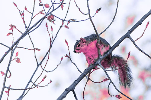 Squirrel Sits Among Sprouting Tree Branches (Purple Tint)