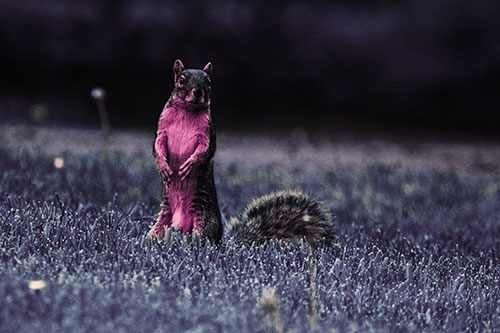 Squirrel Standing Atop Fresh Cut Grass On Hind Legs (Purple Tint Photo)