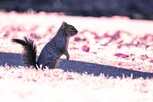 Squirrel Standing Upwards On Hind Legs (Purple Tint Photo)