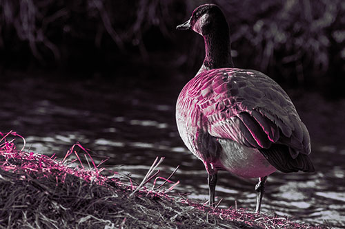 Standing Canadian Goose Looking Sideways Towards Sunlight (Purple Tint Photo)