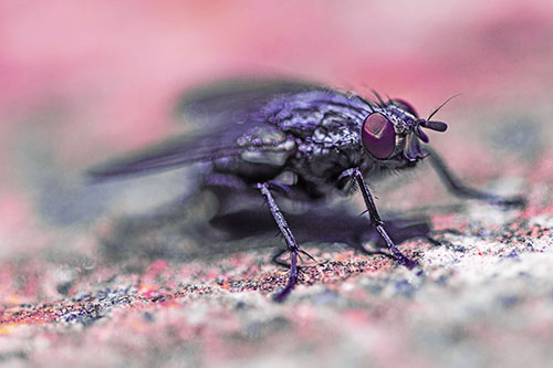 Standing Cluster Fly Getting Suntan Atop Rock (Purple Tint)