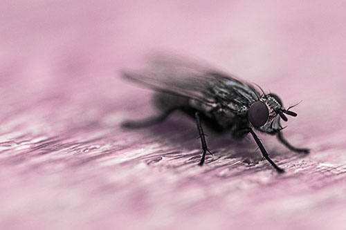 Standing Cluster Fly Resting Atop Wood (Purple Tint)