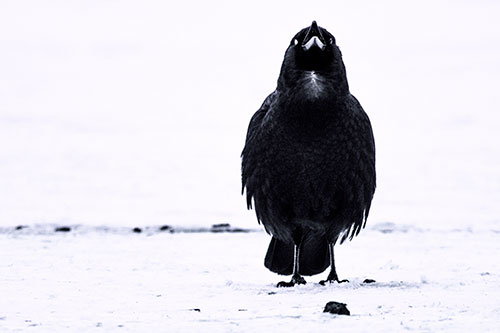 Standing Crow Cawing Loudly (Purple Tint)