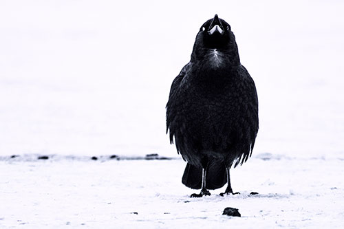 Standing Crow Cawing Loudly (Purple Tint Photo)